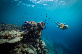 snorkeling