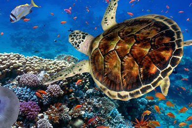 snorkeling