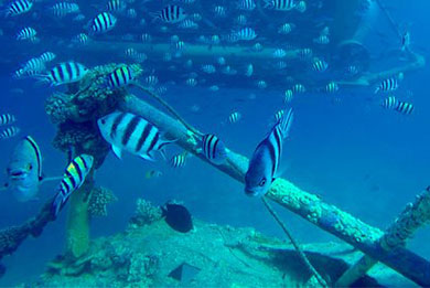 snorkeling